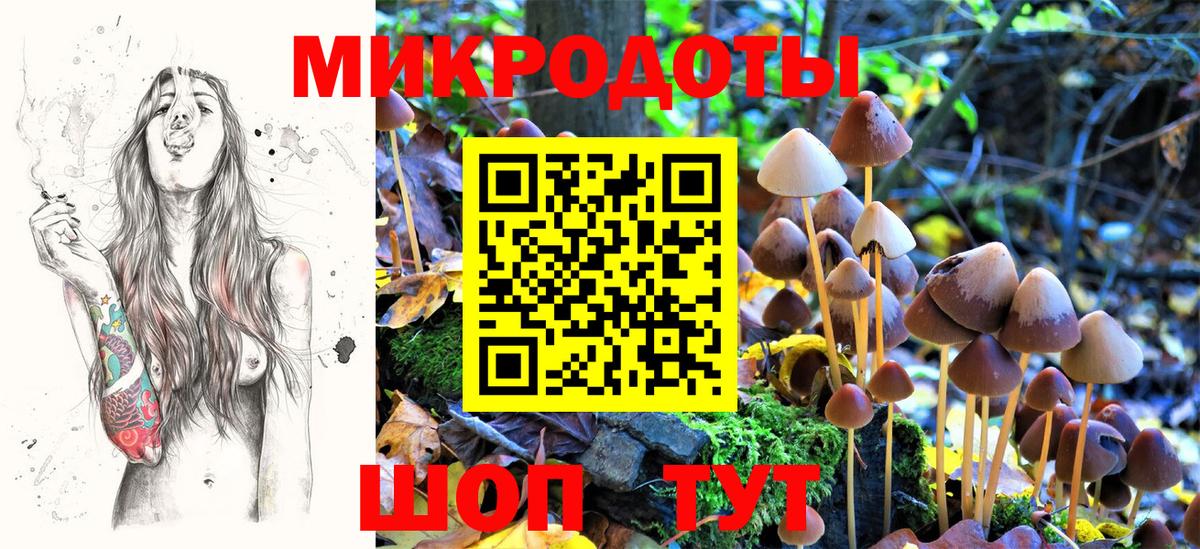 Псилоцибиновые грибы Psilocybe Обь